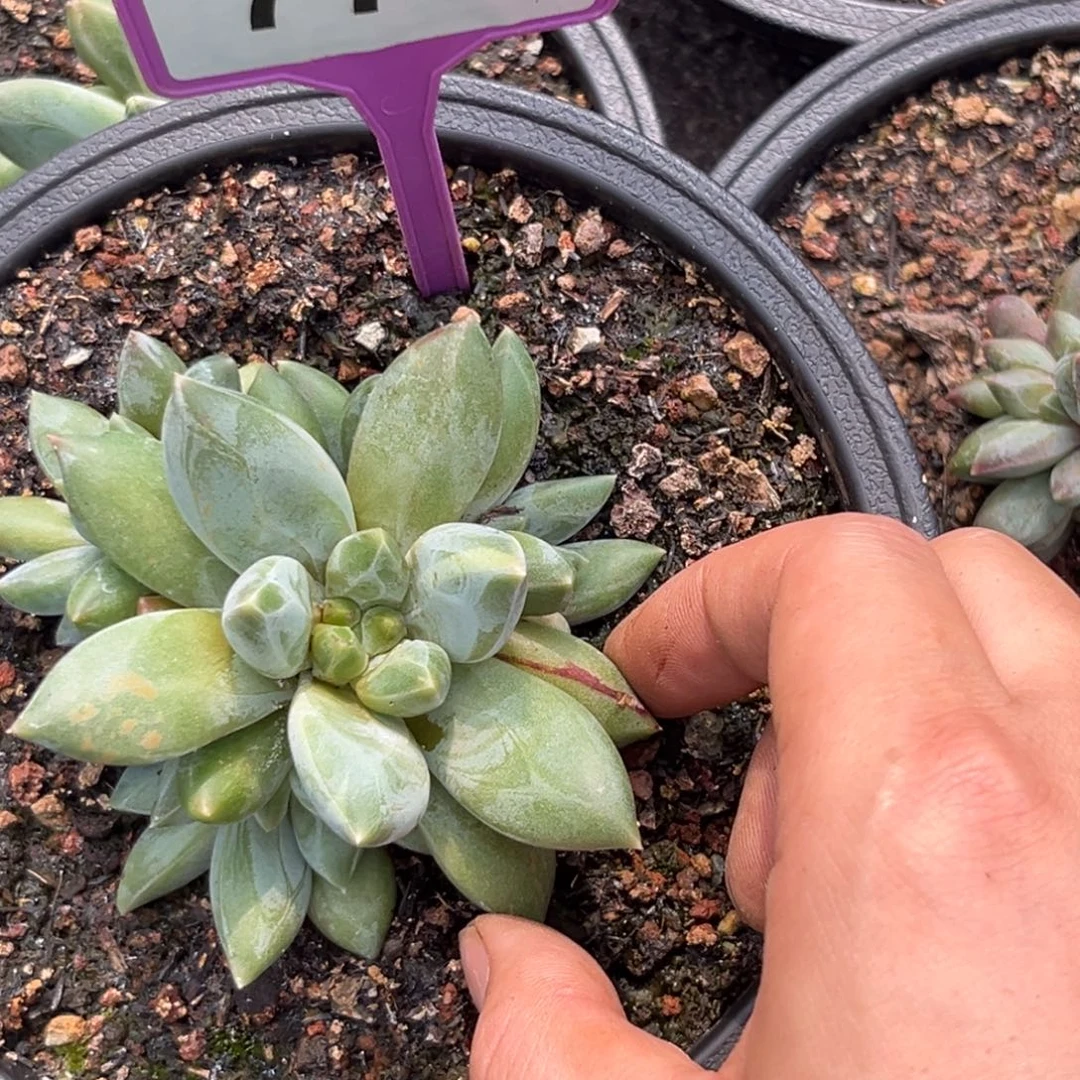 多肉植物重楼群779
