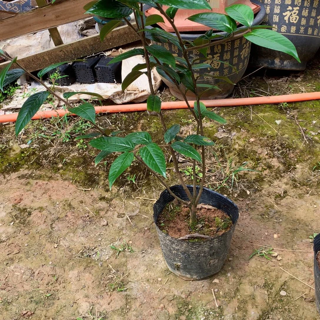 用***9无花朵隆安毛瓣金花茶