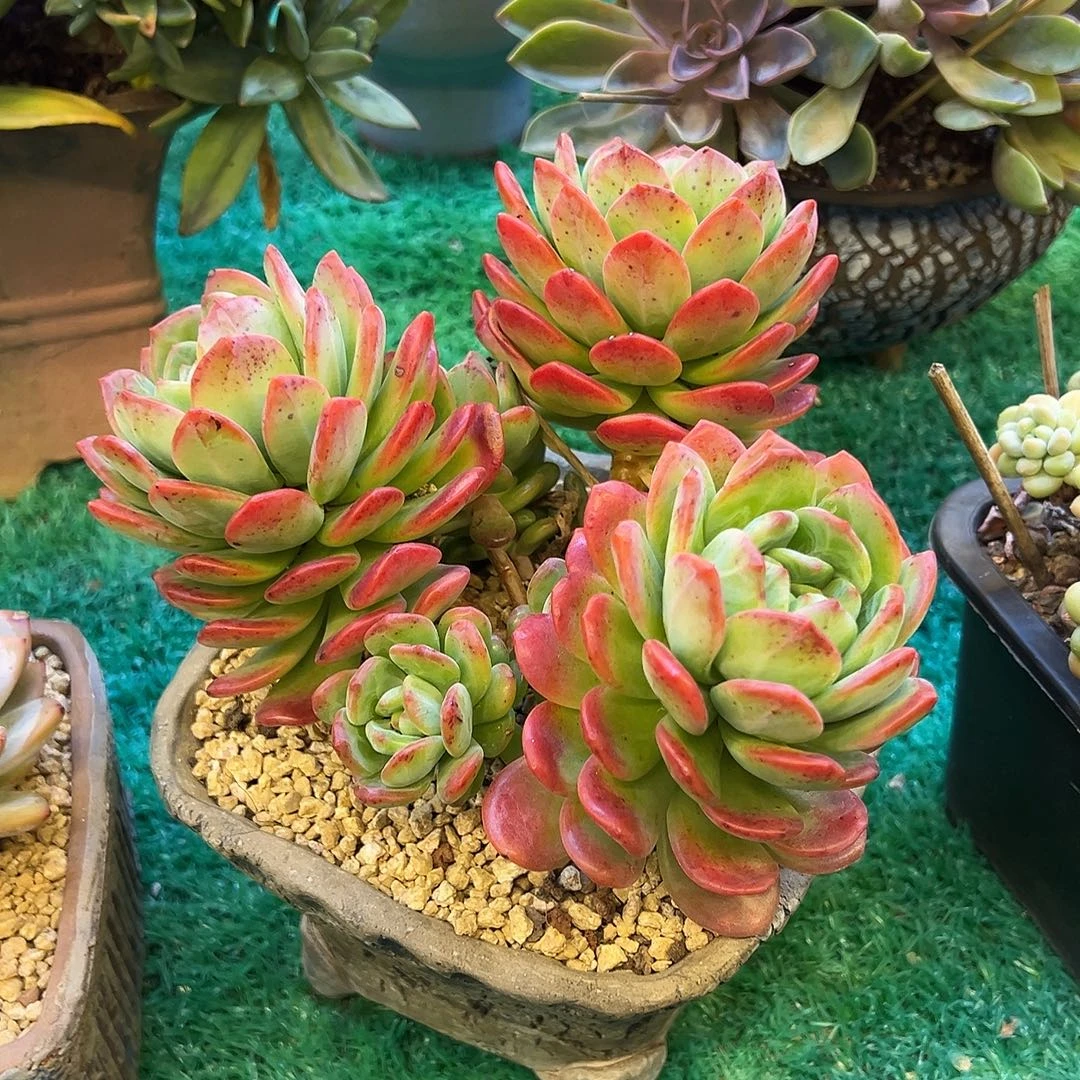 拉萨，，，，，，，，，，，，，，