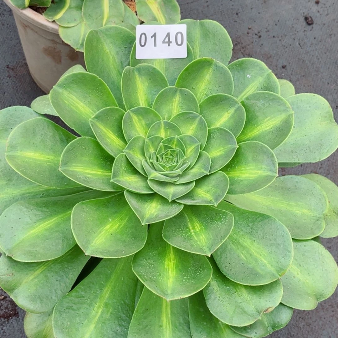 香炉盘中班多肉发货