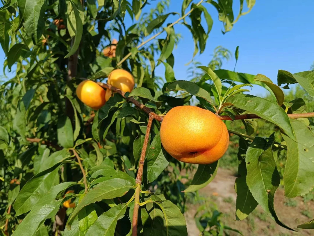 【中果】宁河七里海湿地天然初恋油蟠桃