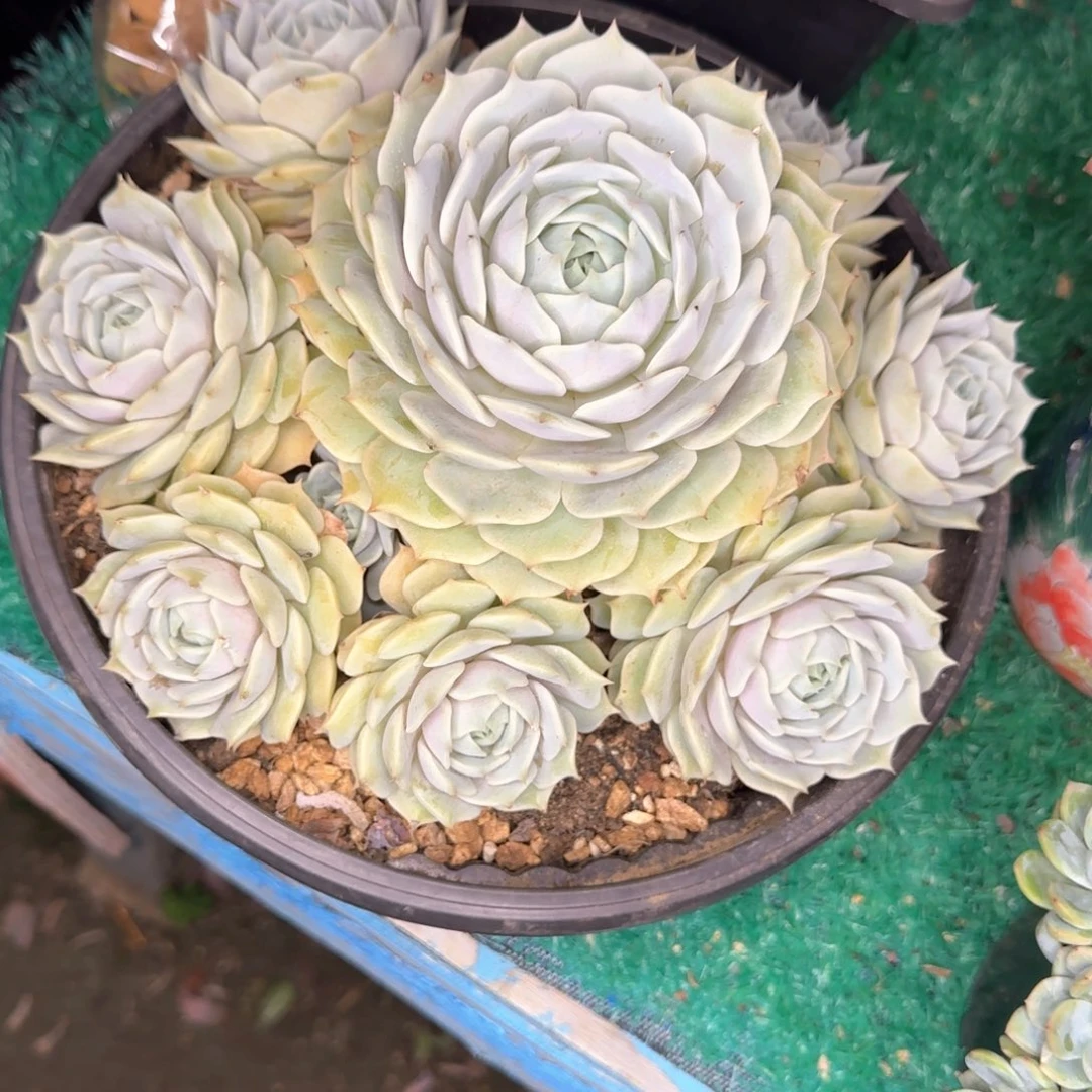 多肉植物多肉植物