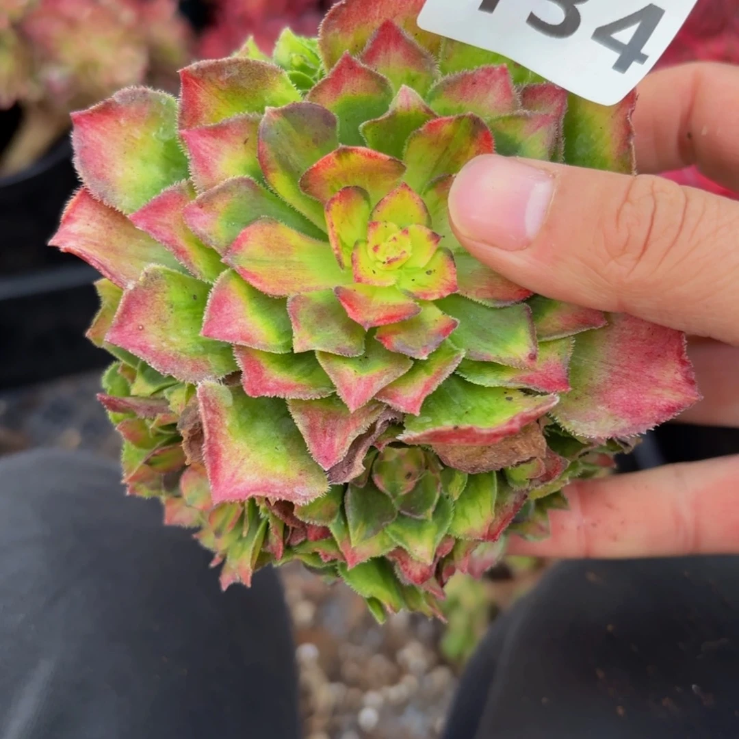 134多肉植物海王七彩迷你版有断枝