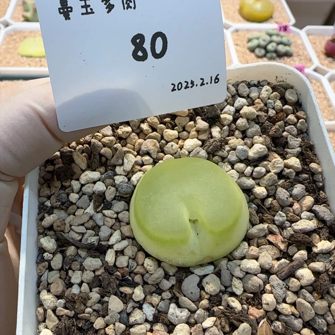 庄***鱼多肉多肉多肉2.16-080