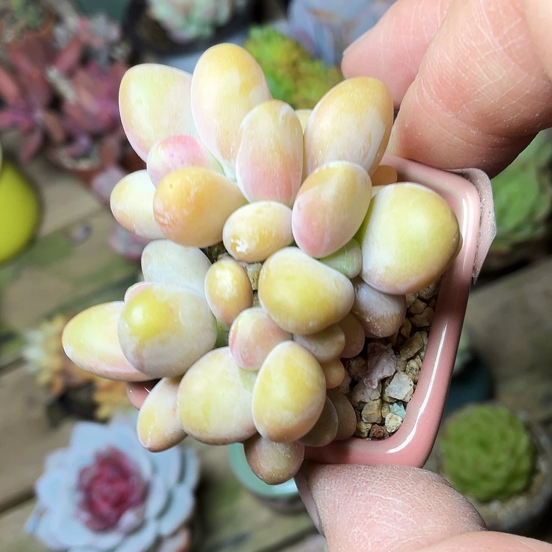 @****园多肉植物的生长发育与生长