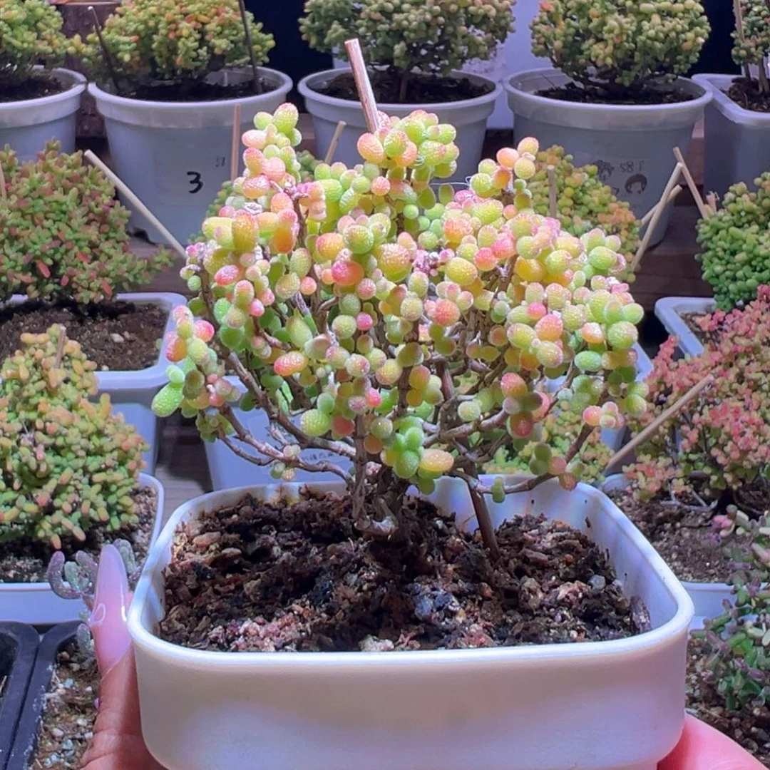 063金桔一物一拍带盆土发货