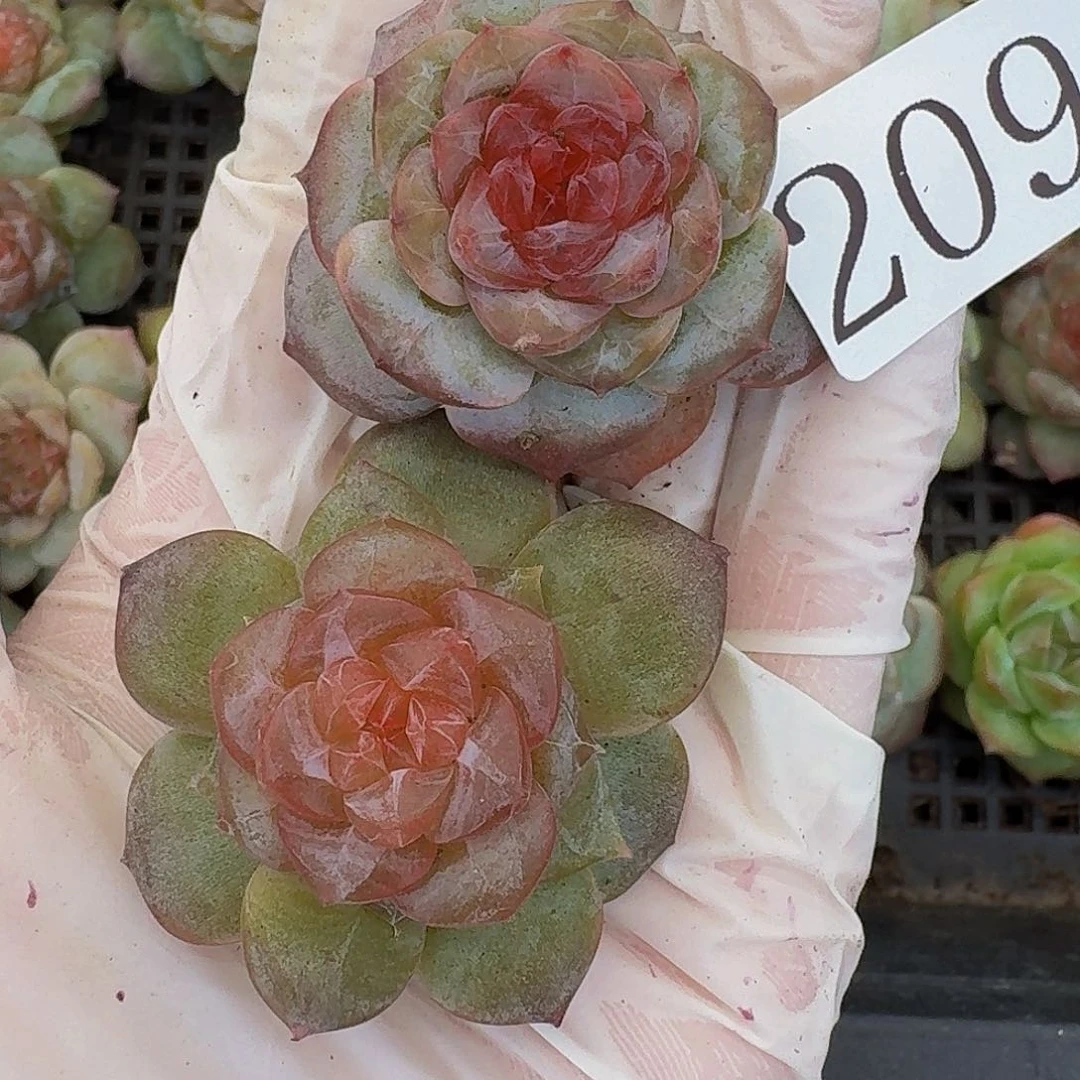 唐***糖多肉植物多肉植物209