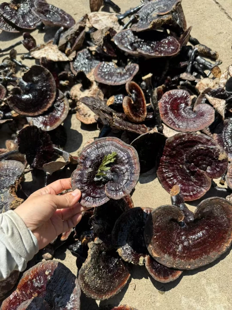 海南野生紫芝250克/500克整朵不切