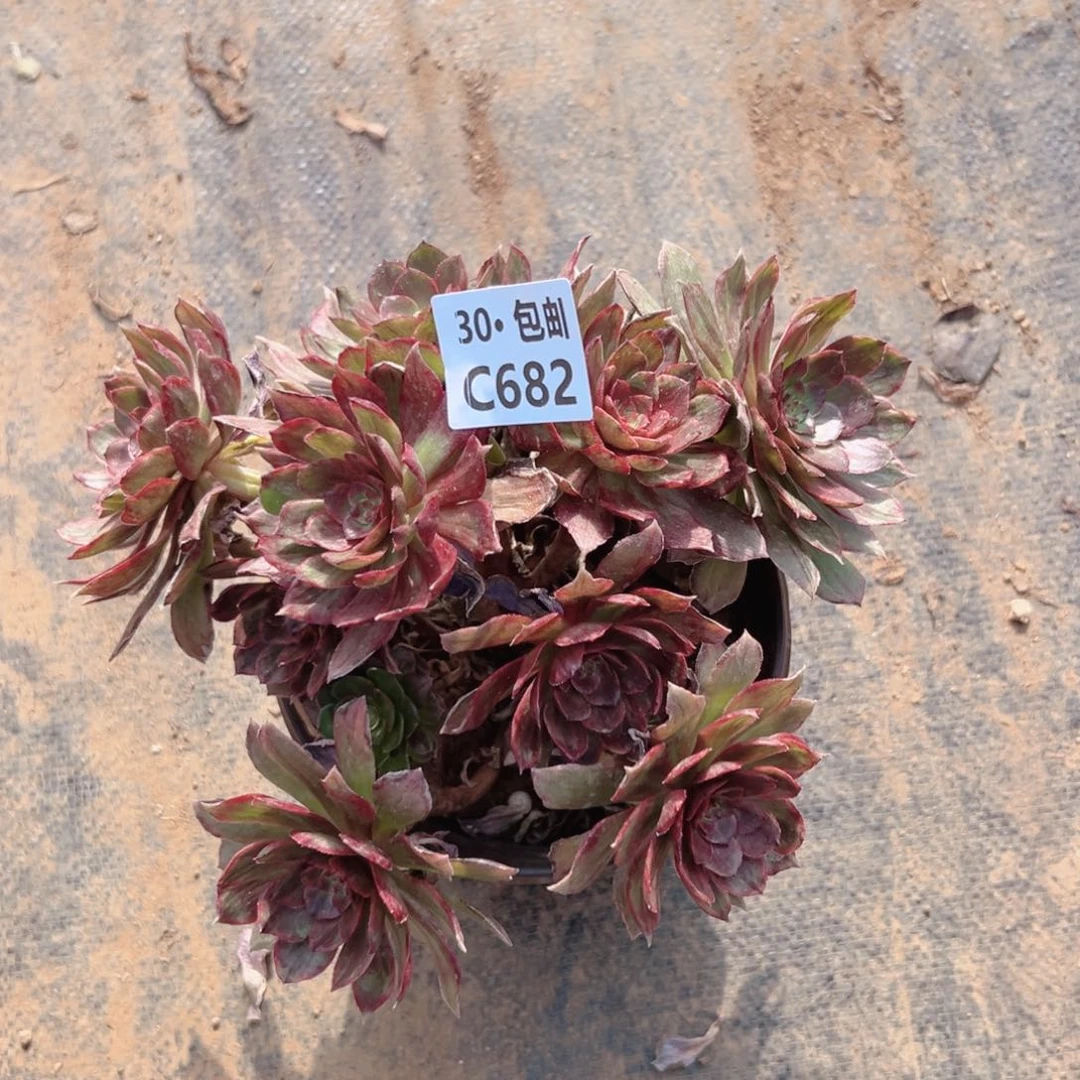 682 红霞多肉法师