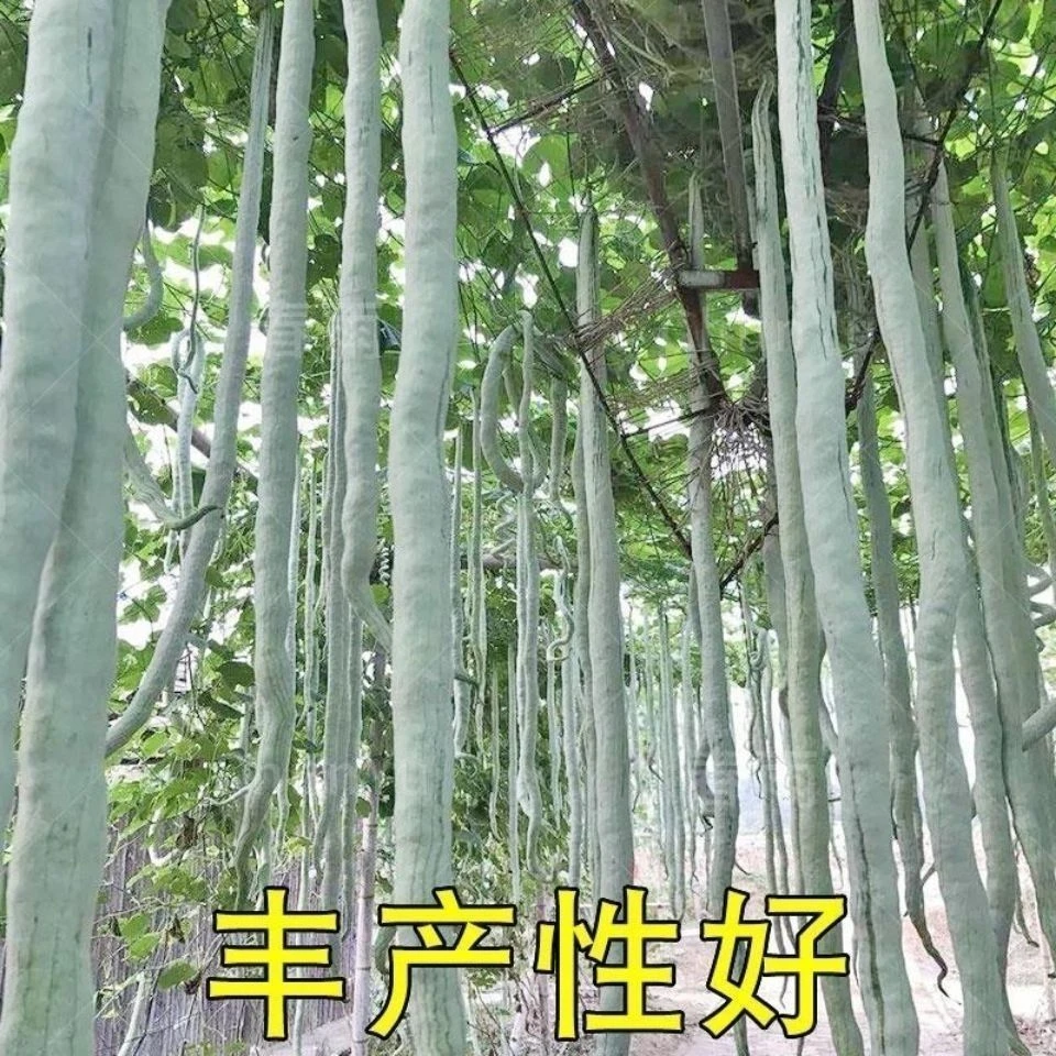 四季蛇瓜种籽四季播特色蔬菜种籽长蛇豆种子蛇王瓜观光园专用蔬果