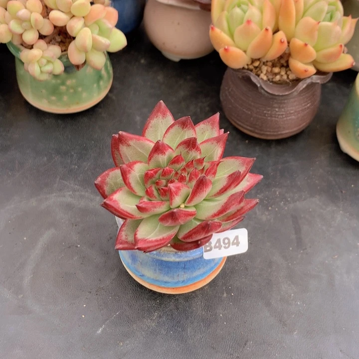 秦*奢一物一拍含盆土满38包邮B494