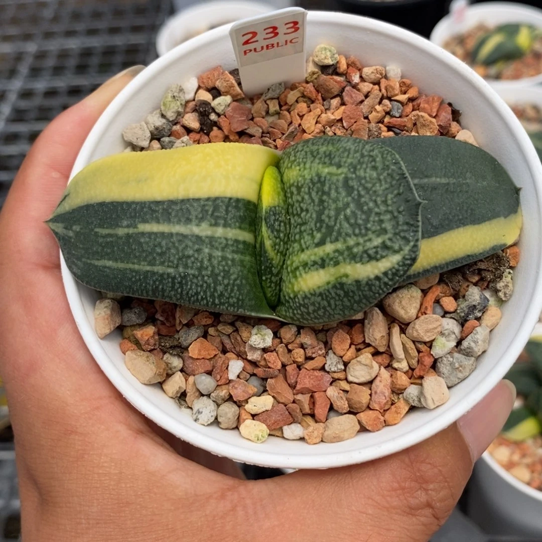 宙*233珍珠卧牛锦一物一拍