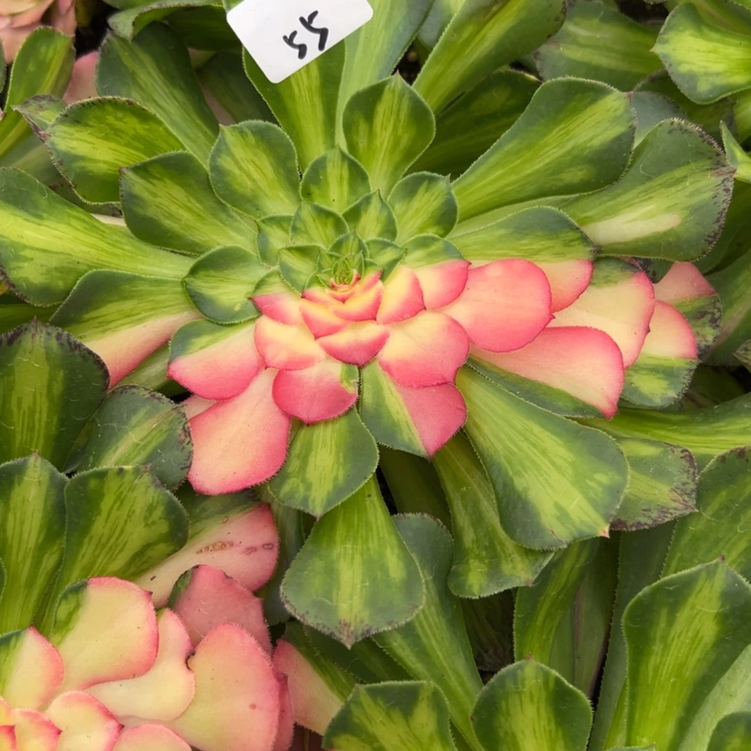 55知否多肉植物系