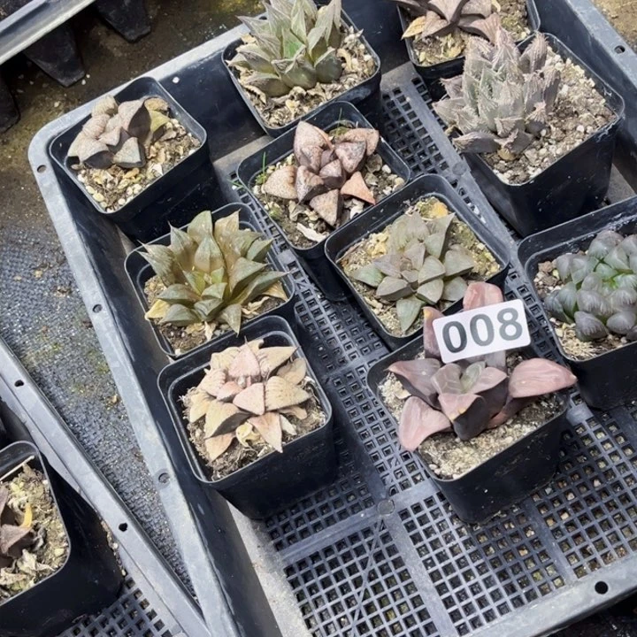 008寿生石花一物一图如图