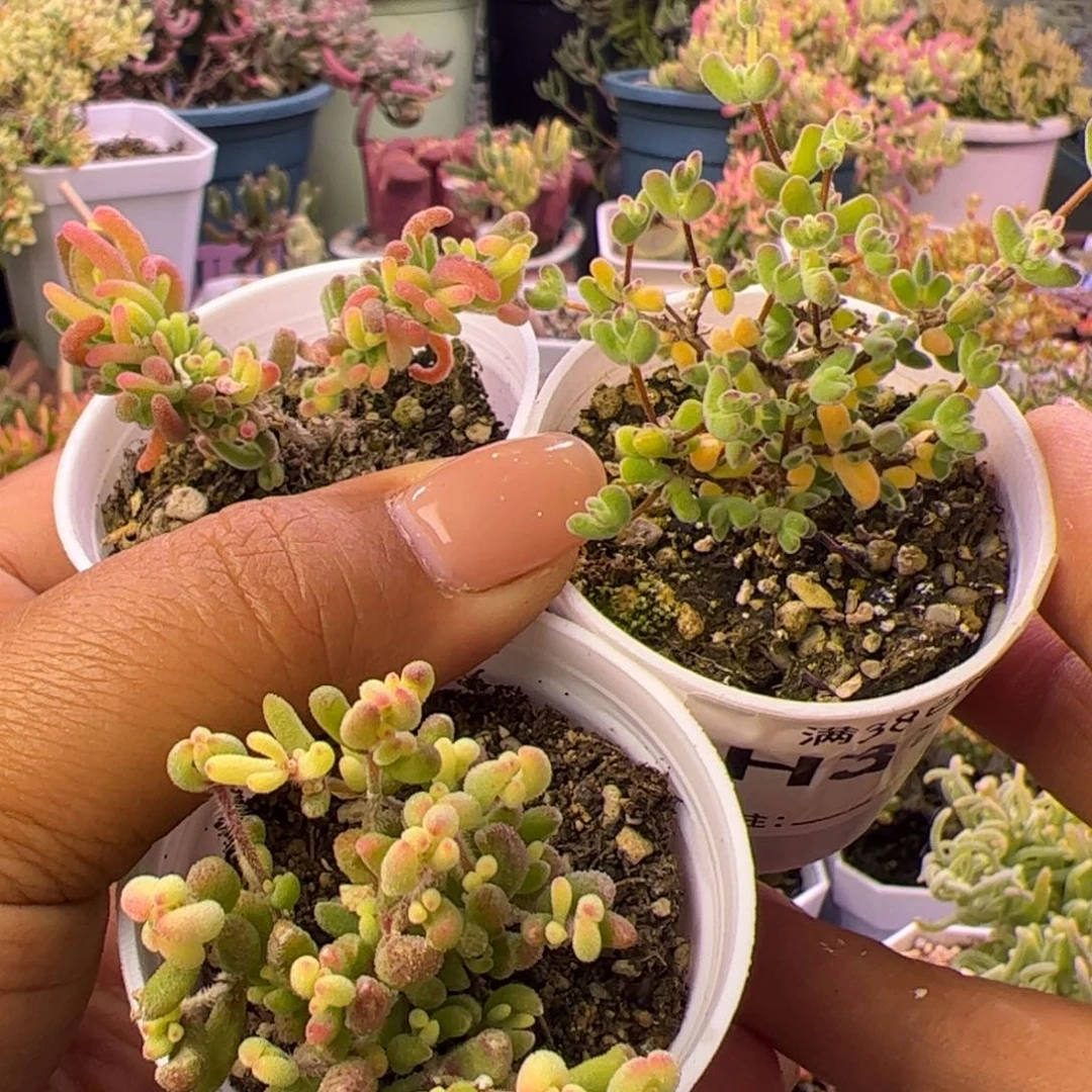 多肉植物枝干三颗锦