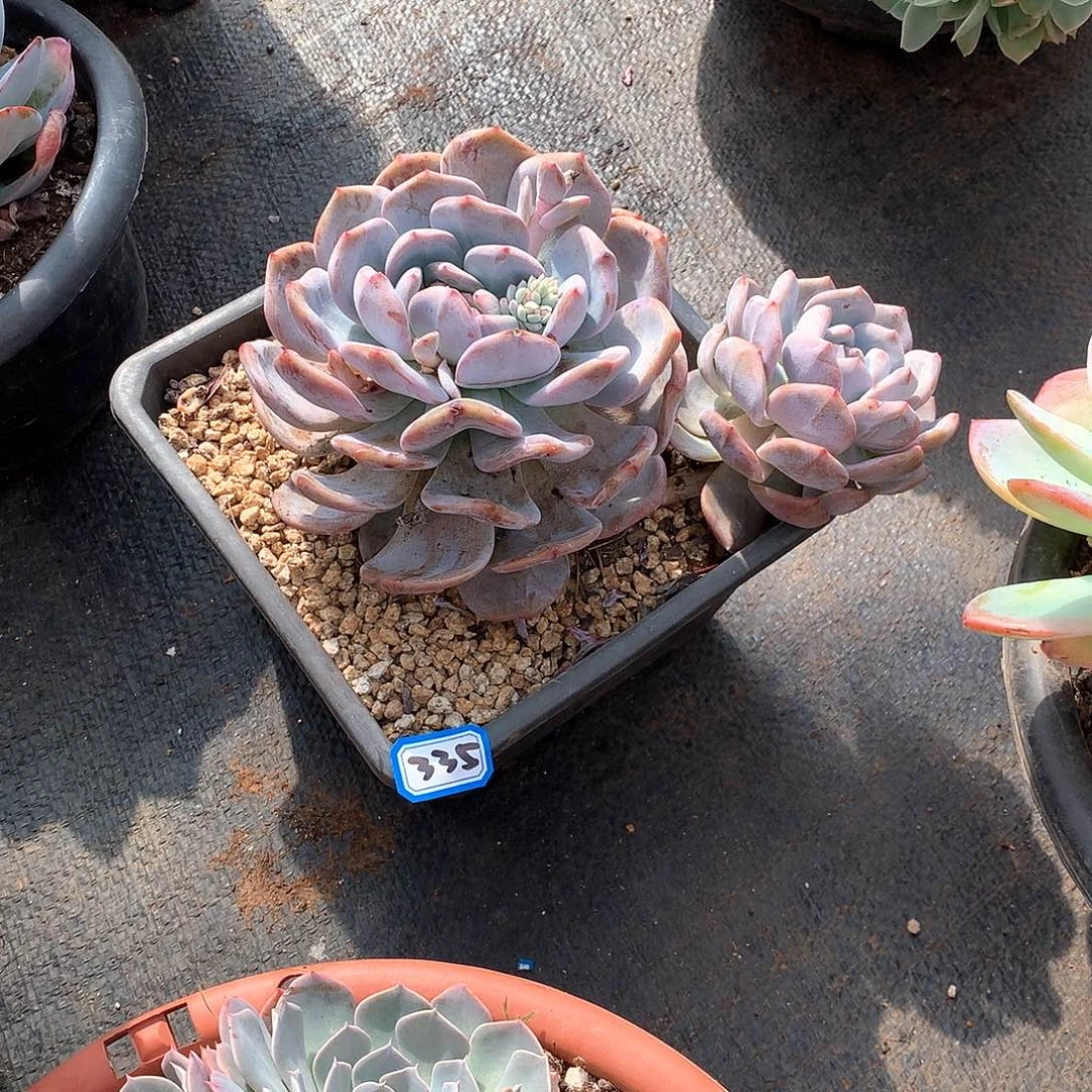 335橙子 一物一拍多肉