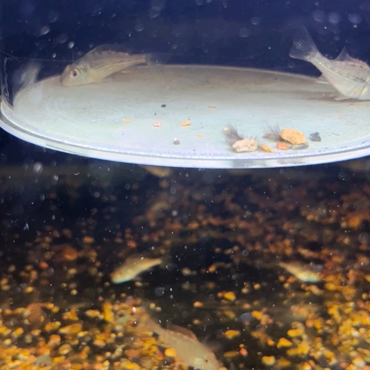 慈鲷?****t4厘米2只荧光绿关刀