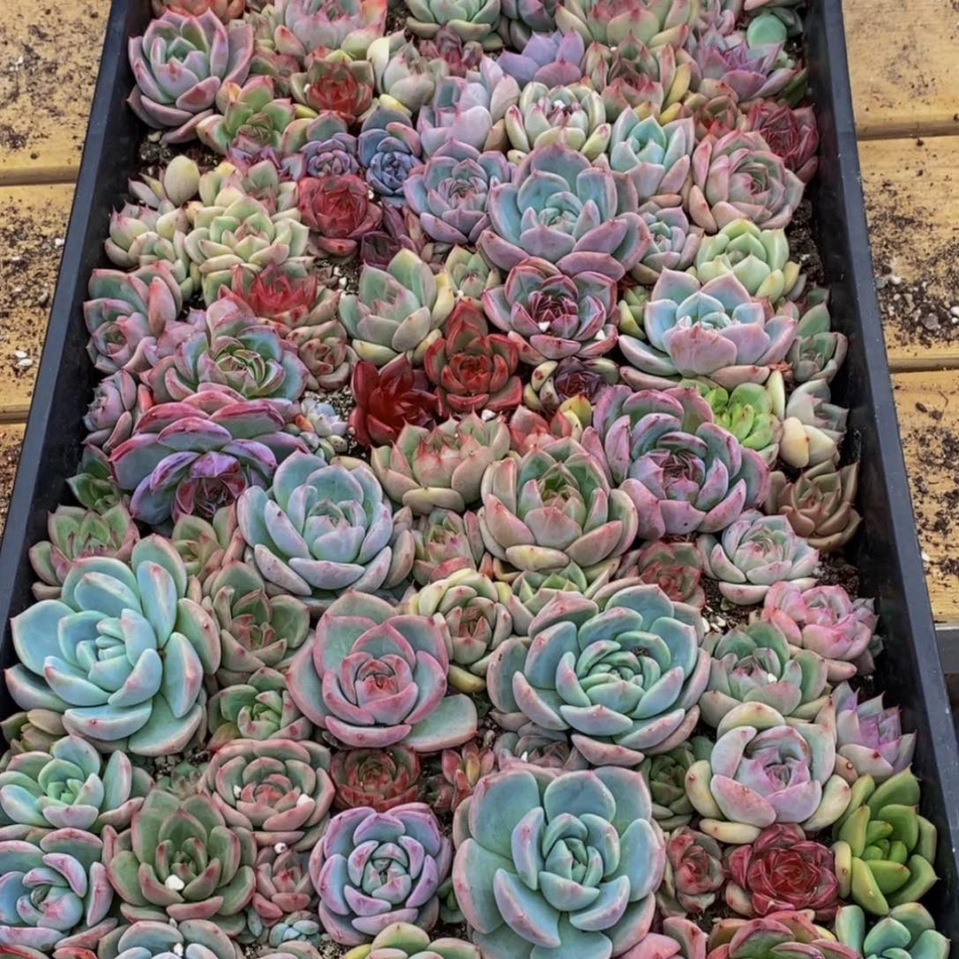 人**灵724多肉植物保护研究所