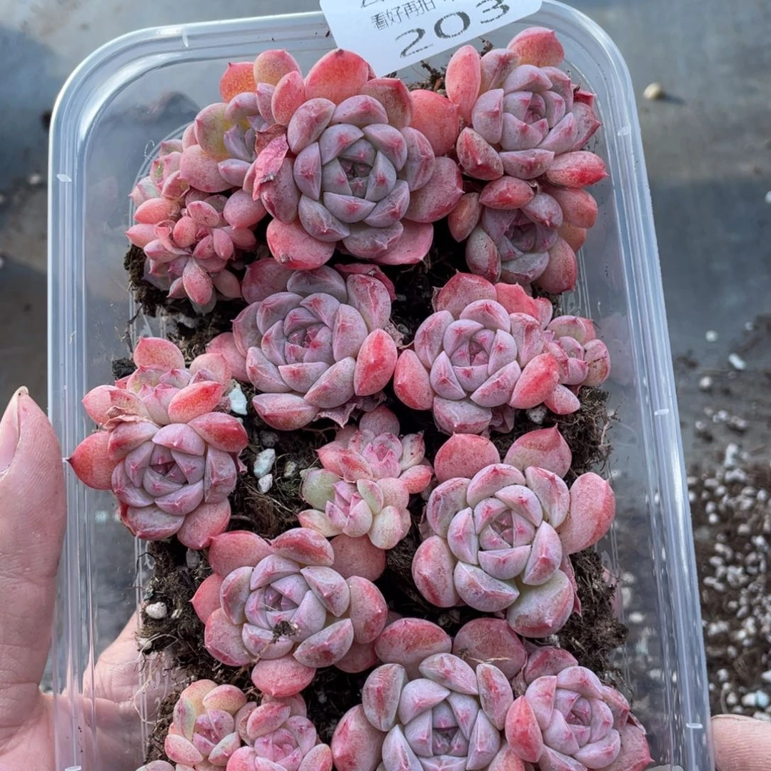 云糖心多肉植物203