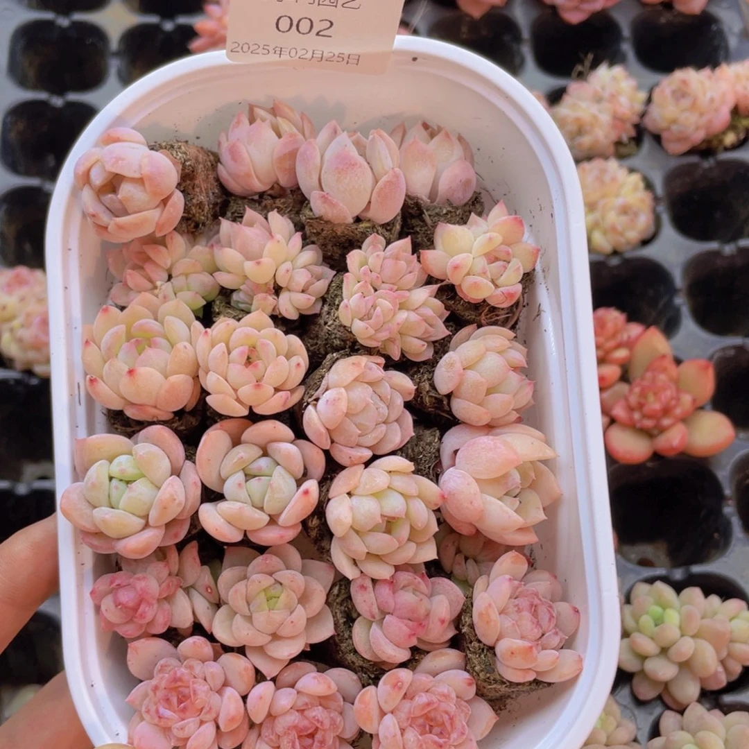 开心快乐幸福002