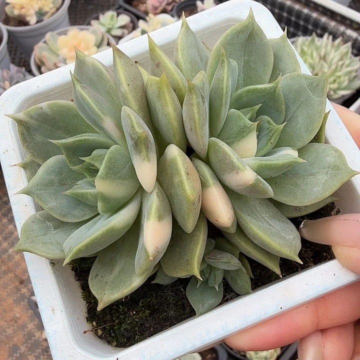 湖拉丝锦白锦群多肉锦