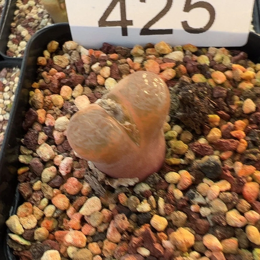 清框脱土发       无售后      425