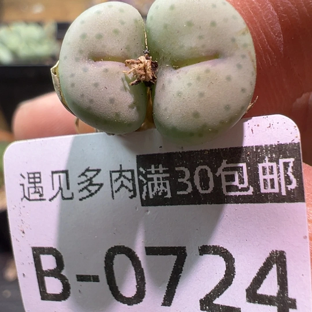 多肉植物11111111111