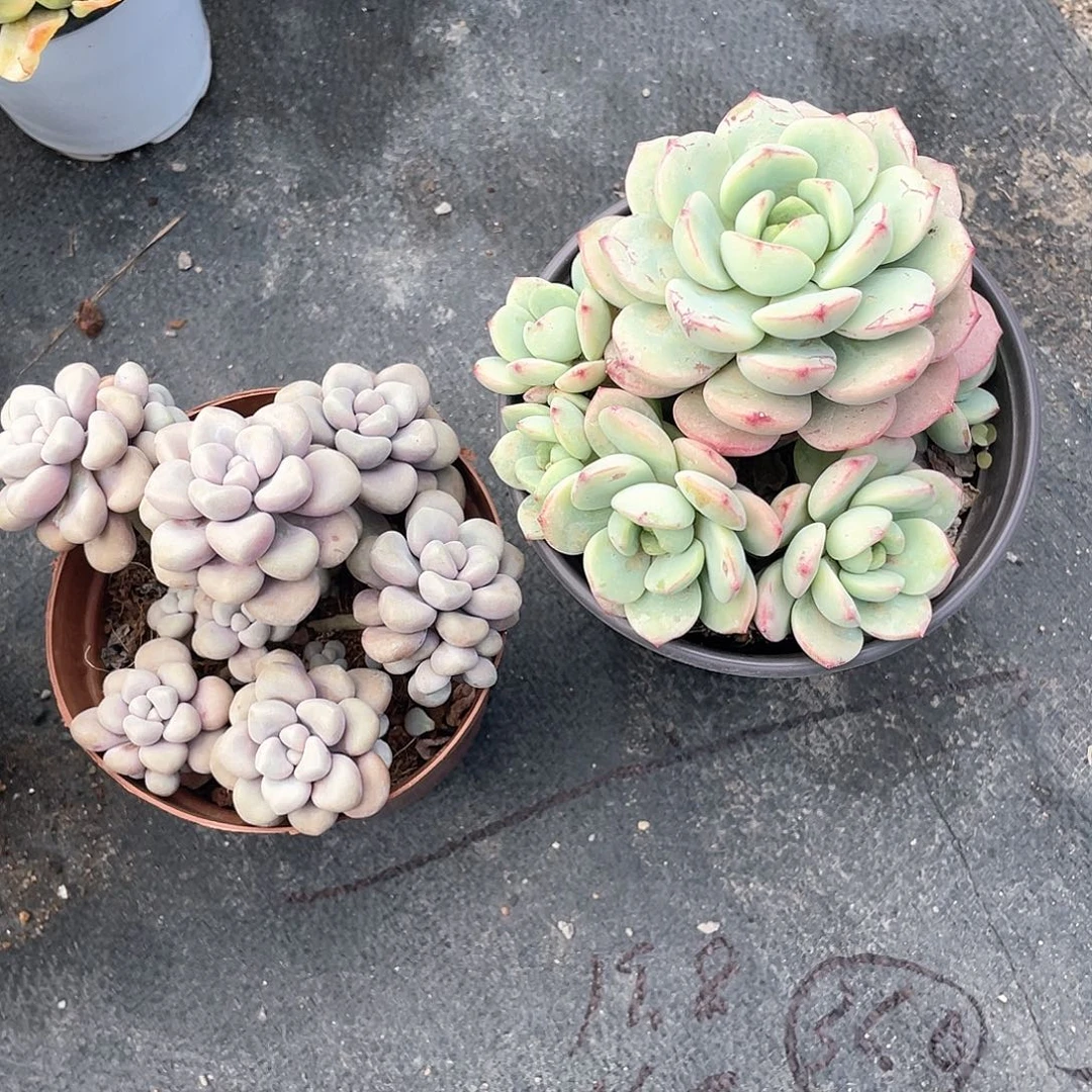 瑶****艾伦加香草比斯带盆
