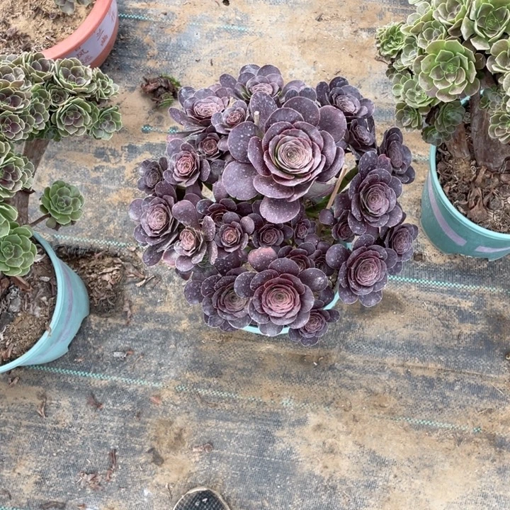 93魅金多肉多肉植物