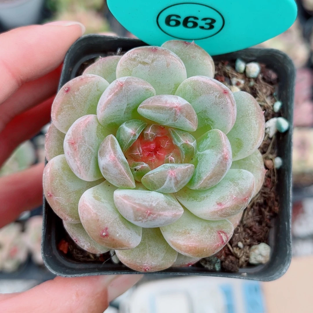 ****犀663号新品珍妮单头