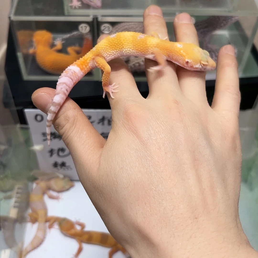 豹纹守宫豹纹守宫