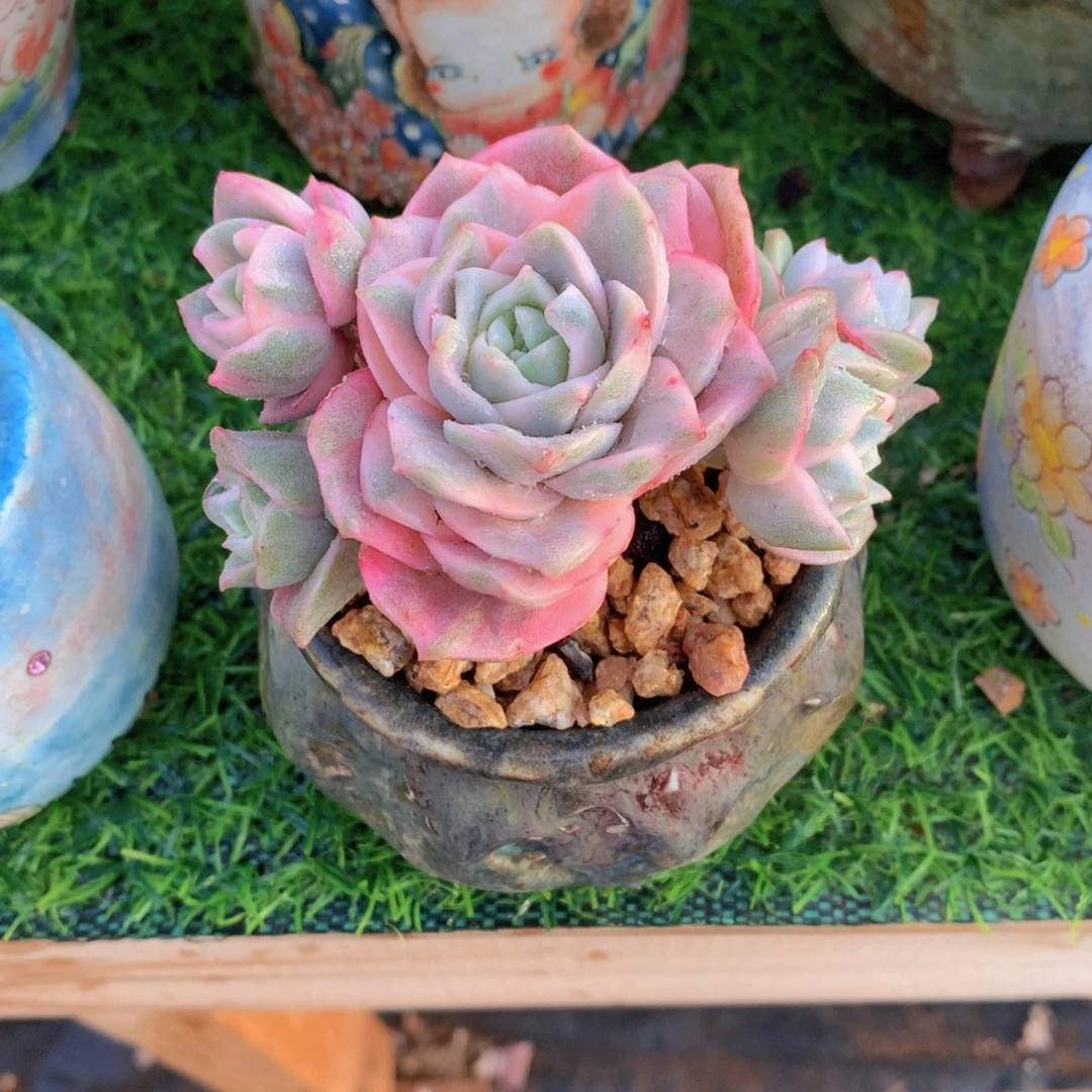 ʚ****可爱玫瑰彩锦带盆