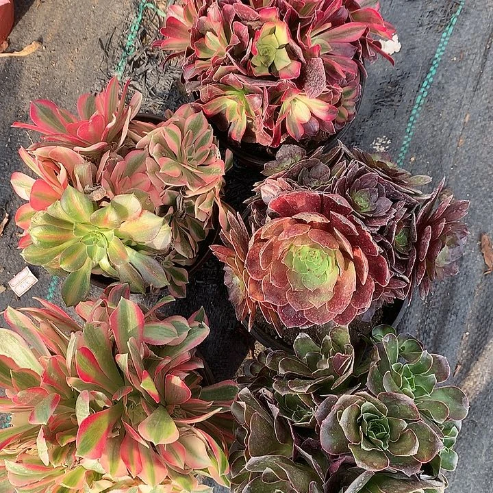 392五棵多肉植物