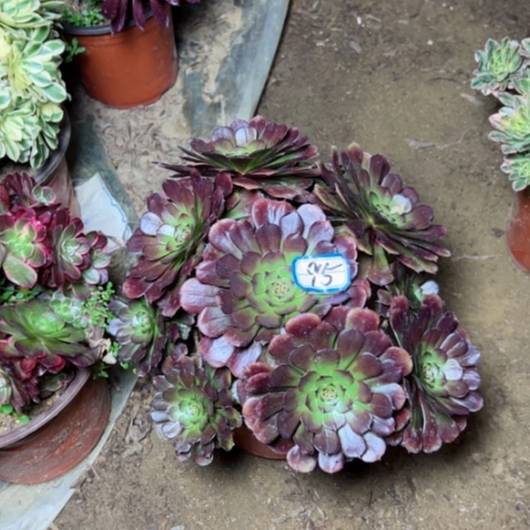 【闪购商品】多肉植物黑萝莉95