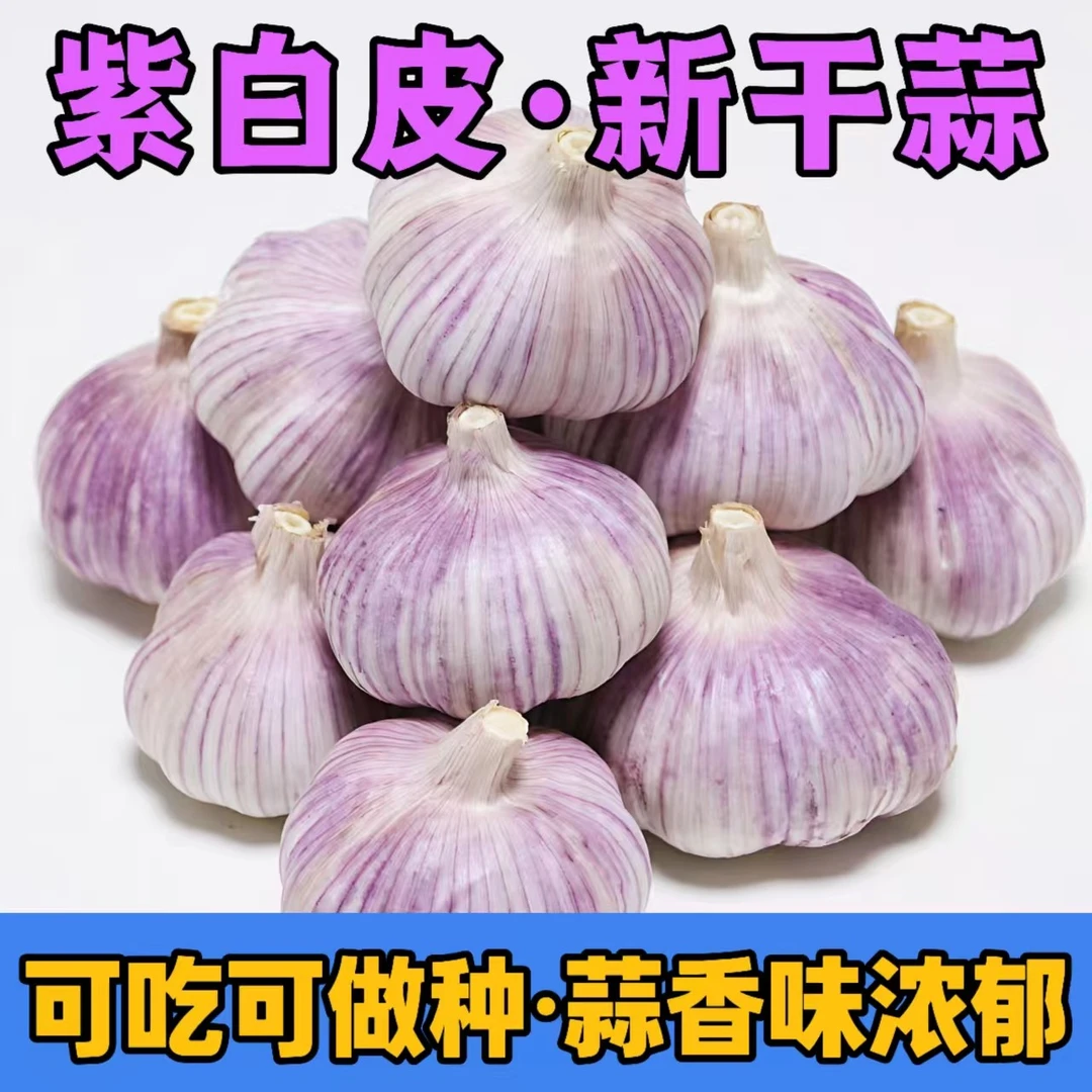 正宗紫白皮大蒜新鲜干蒜农产品生鲜特产