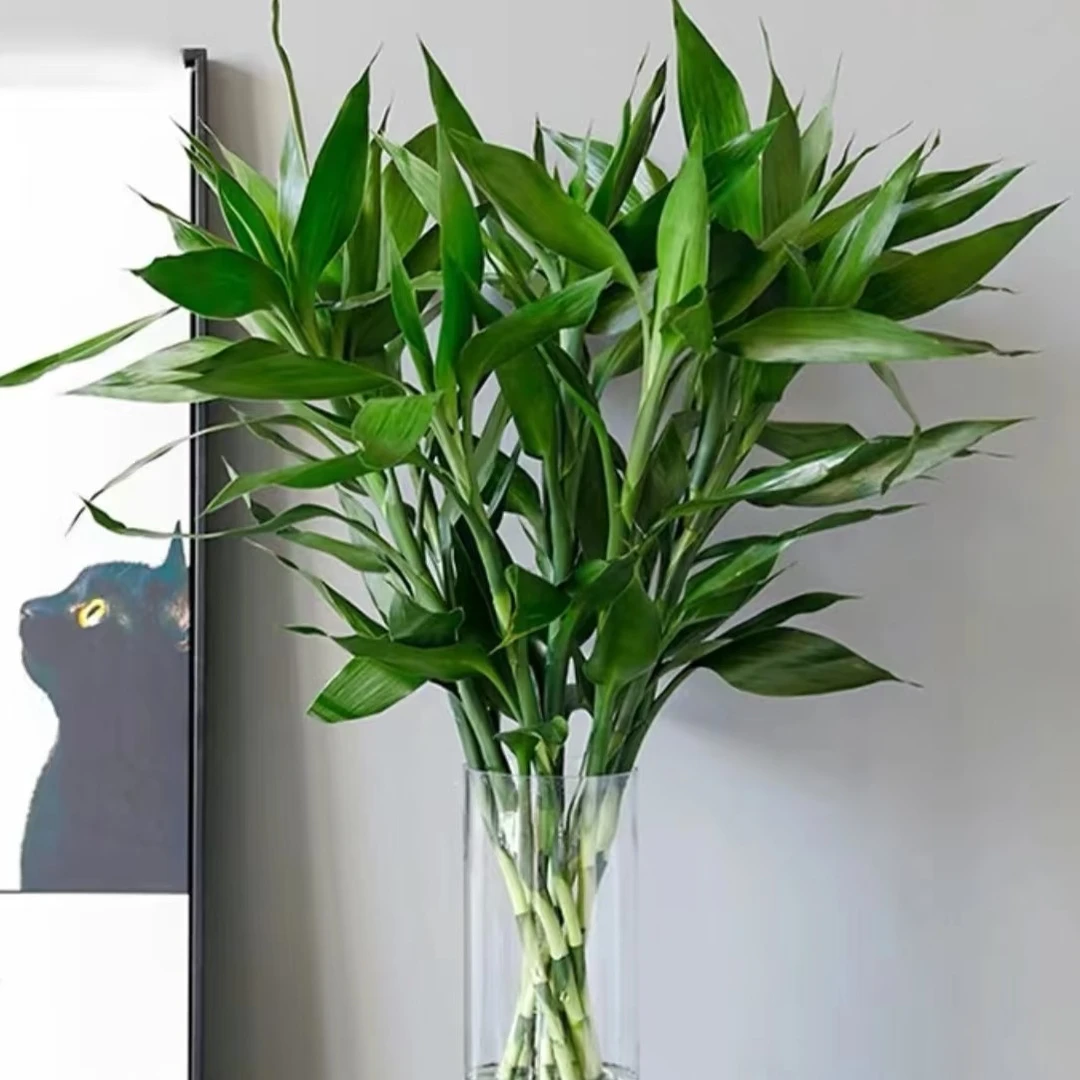 富贵竹：静守一隅的东方雅韵，空气净化/清新气息，在平凡日常中，品味宁静的慢生活