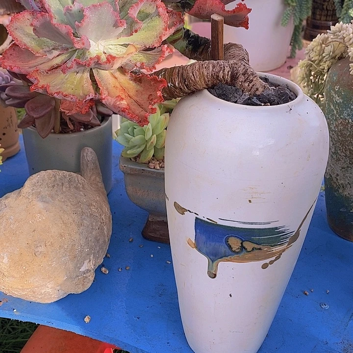 姚***瑶多肉植物保护研究所所长的