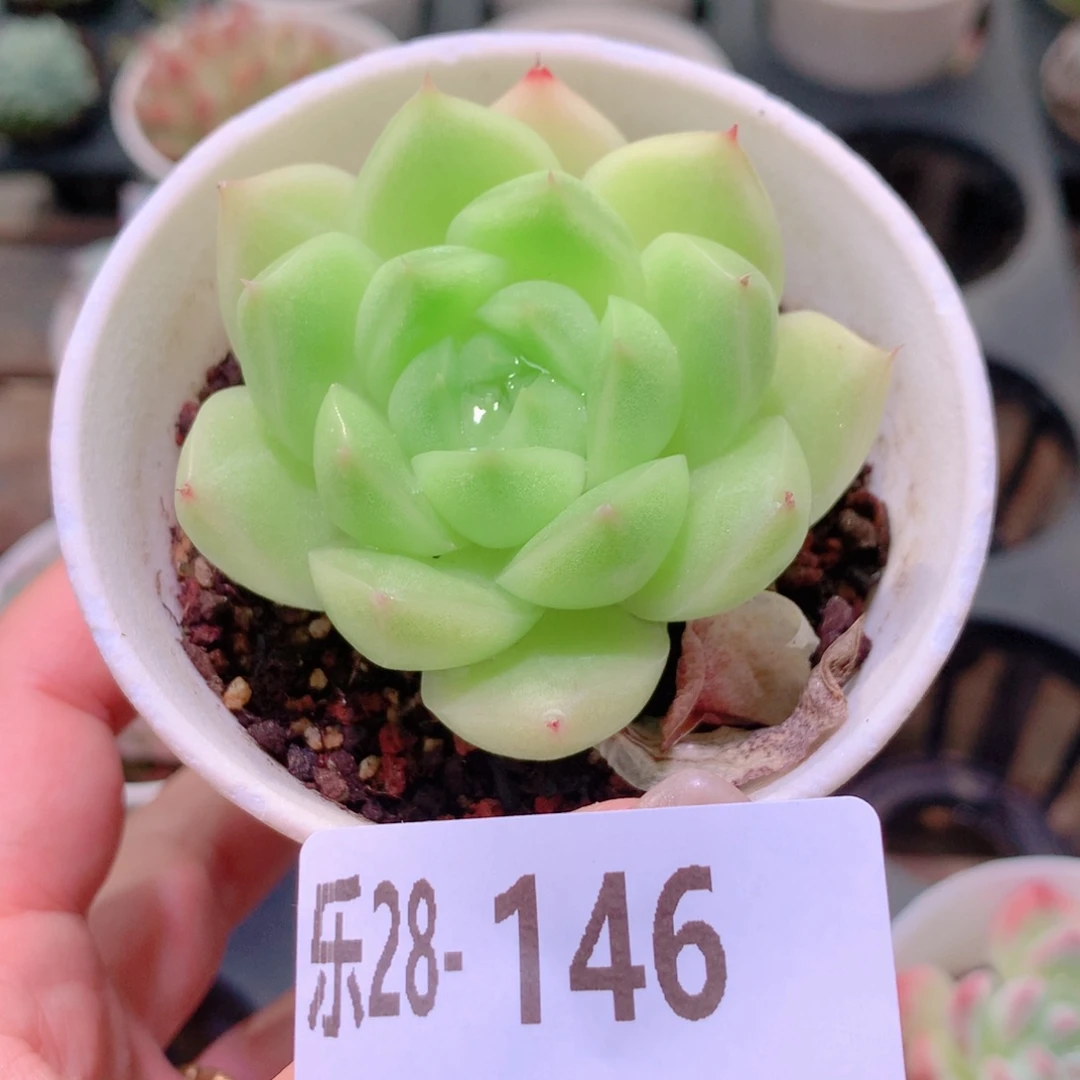 乐然28-146 麦秆单头