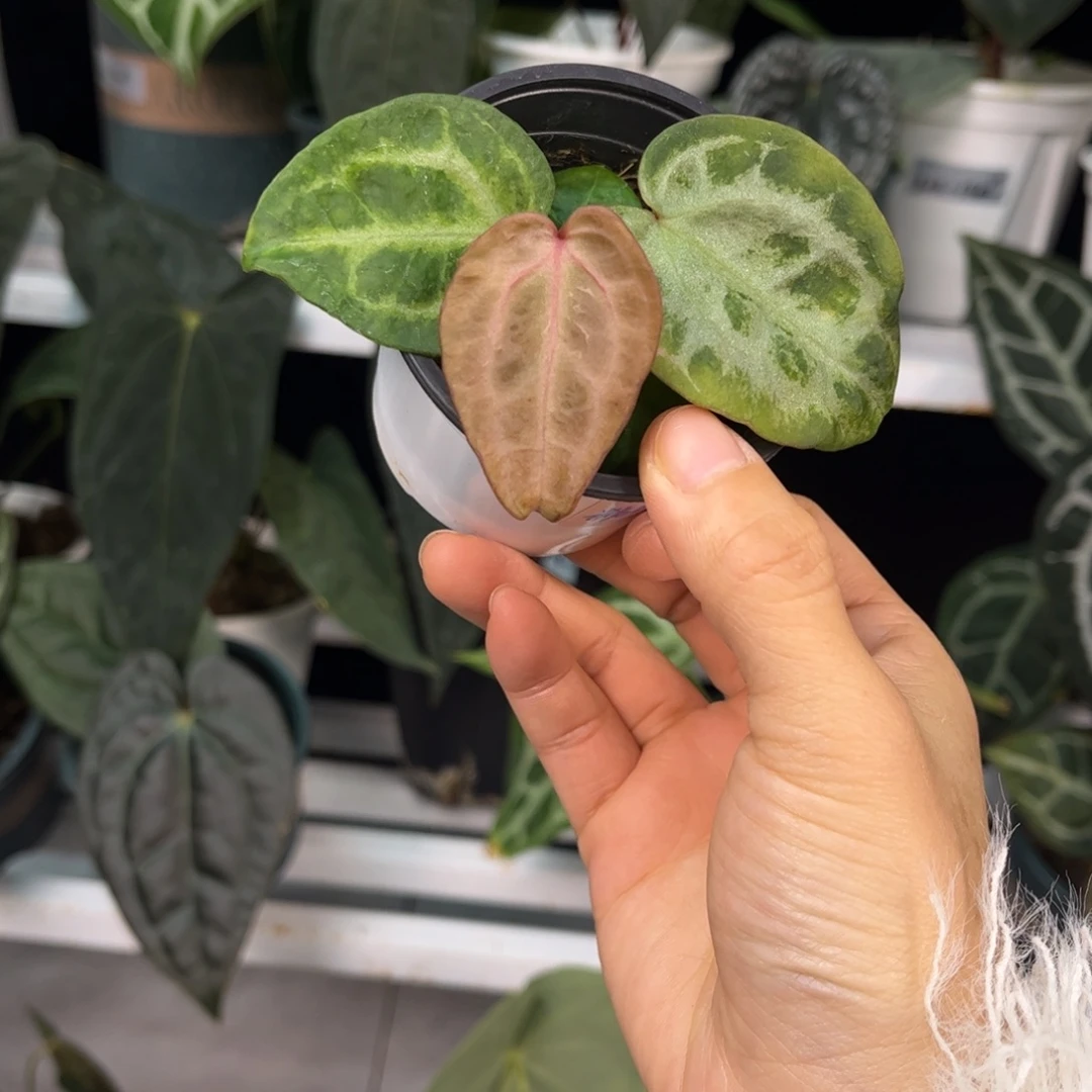 无花朵029 粉红skg银红