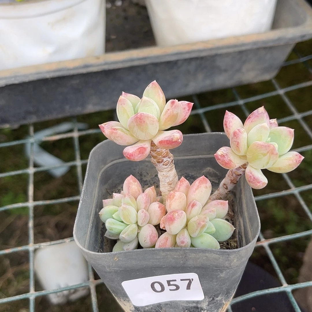 捕****灰057。 1111111111