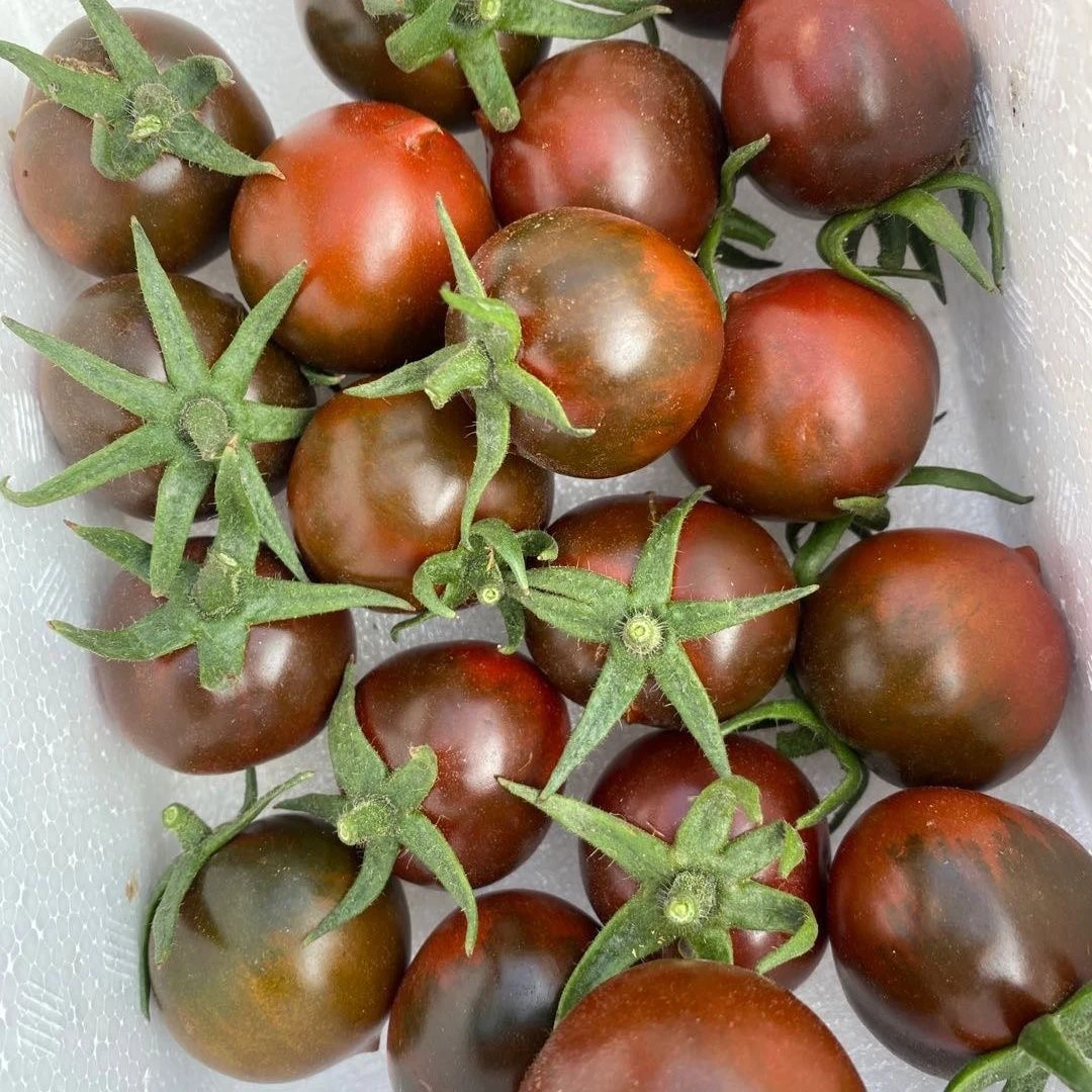 紫弹头春桃草莓小番茄双拼新鲜当季水果酸甜多汁番茄爆汁