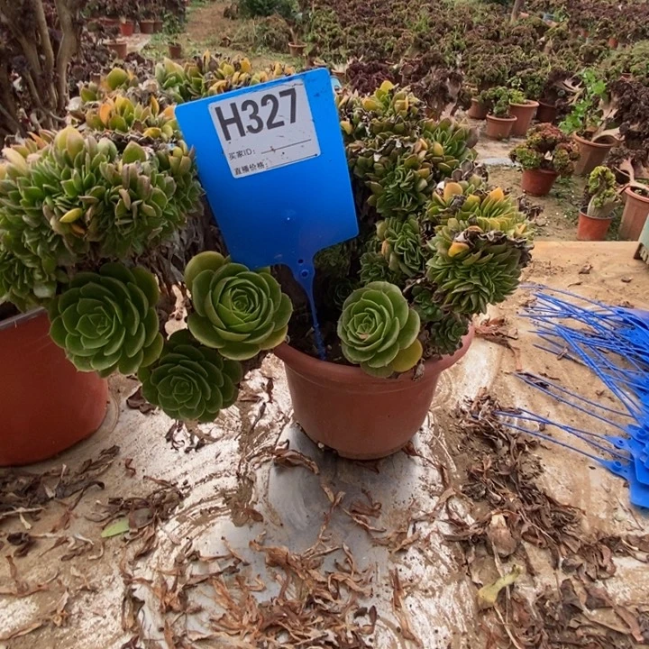 你***。327绿羊绒缀化老桩