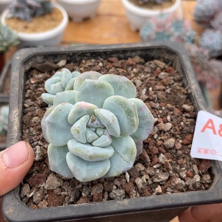 ****n哈哈哈哈哈哈哈哈哈哈哈838