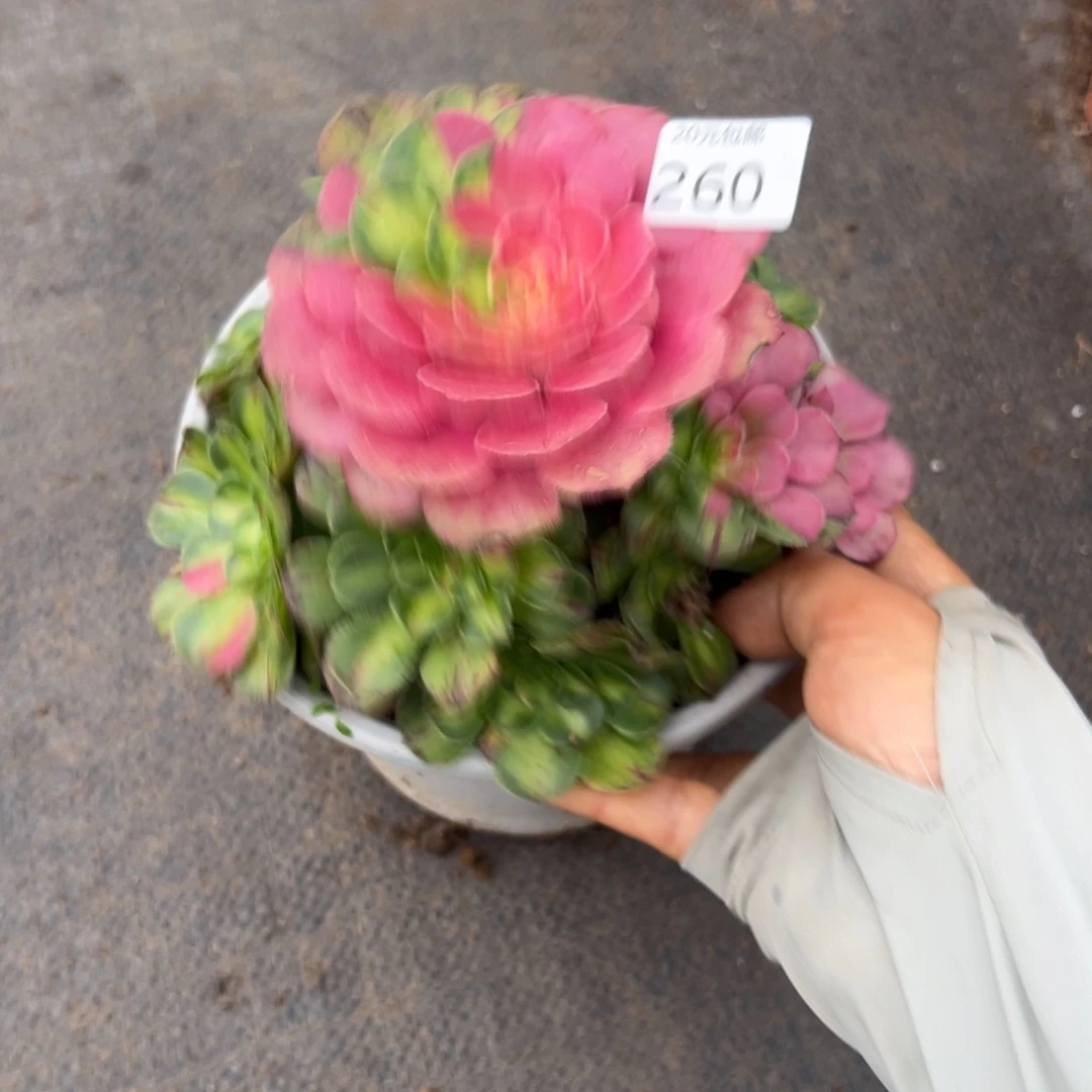 260知否多肉植物