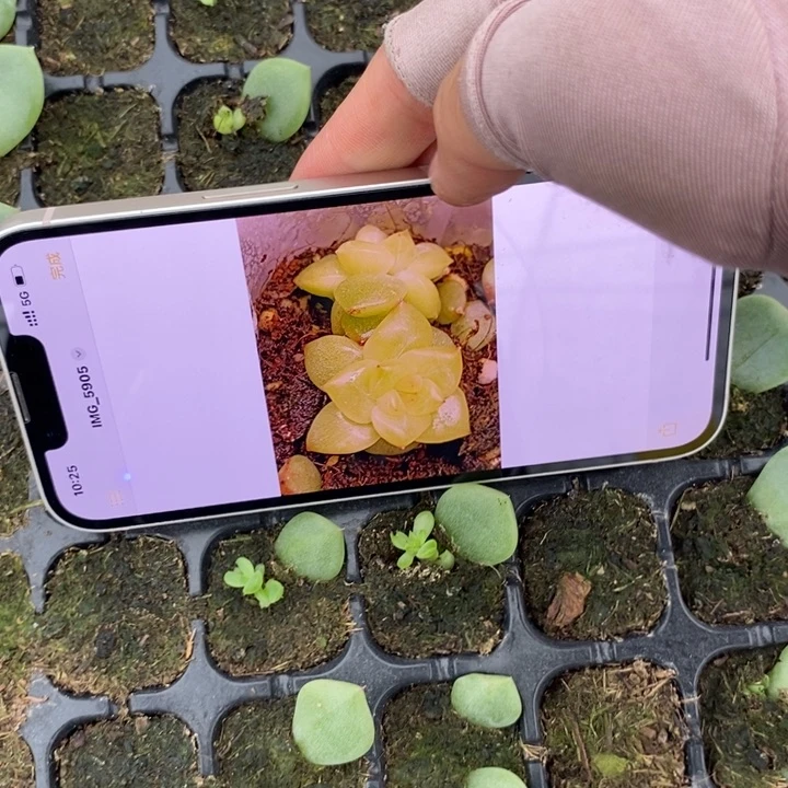 优选钻石珍妮3芽苗一个多肉