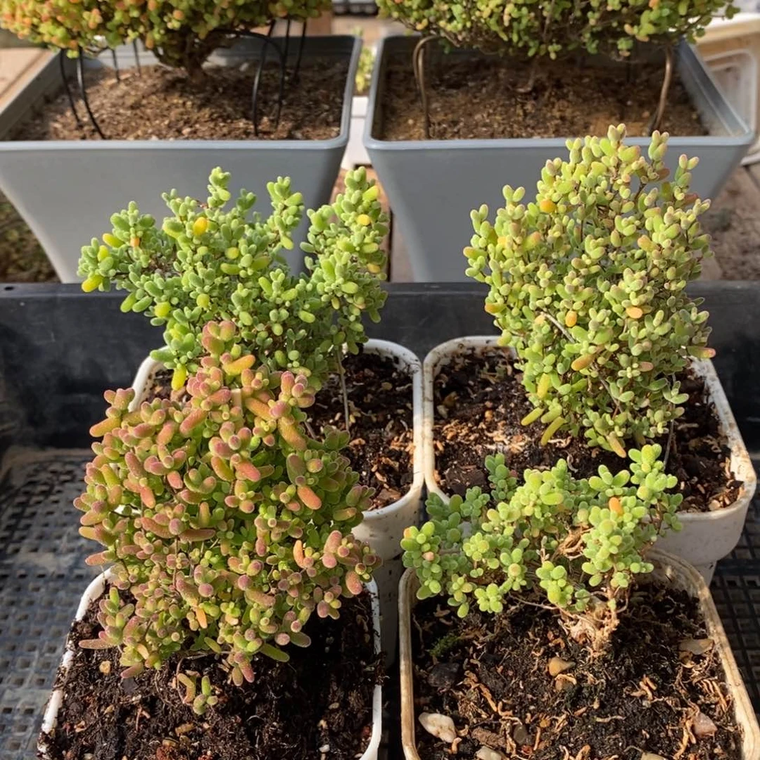 枝干番杏多肉植物162