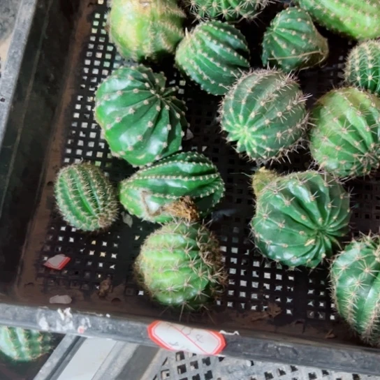 下71框拍歪斑点无根侧芽小无售后