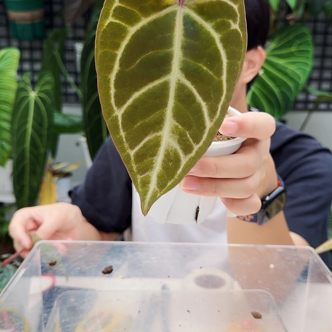 不开花植物T80粉脉撕裂纹