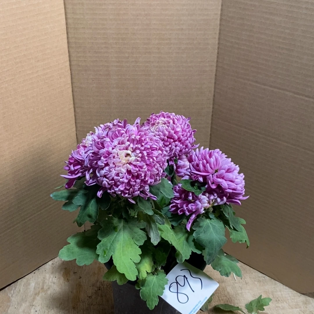 完全开放00000893