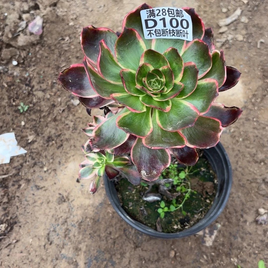 Q. 100红魔女多肉1cade